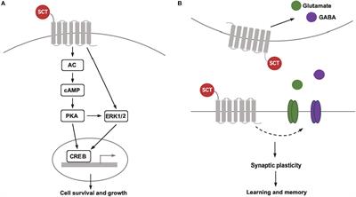 Involvement of Secretin in the Control of Cell Survival and Synaptic Plasticity in the Central Nervous System